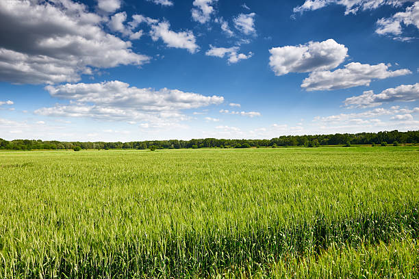 istock wheat field and sky summer landscape 476851998
