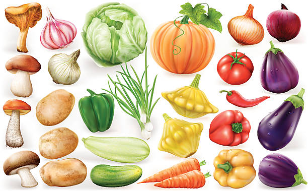 Set of vegetable Set of vegetable on white background. Vector illustrations white cabbage stock illustrations