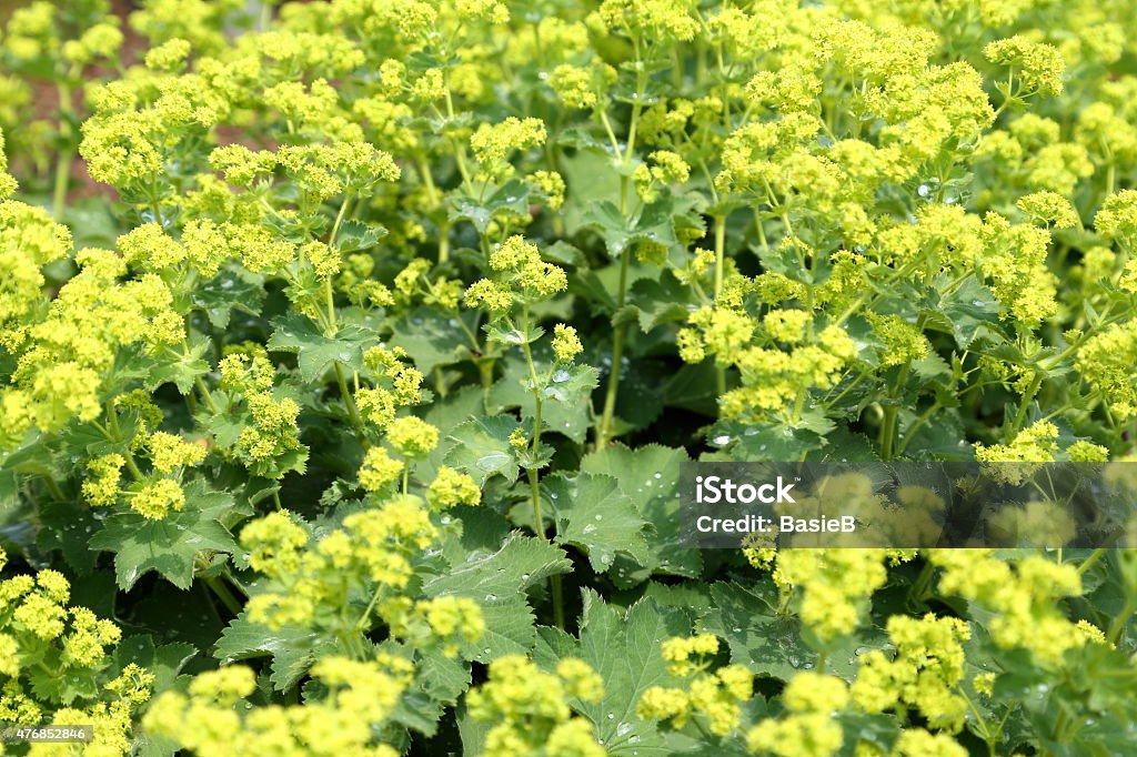 Alchemilla xantochlora-Lady's slipper - Lizenzfrei Frauenmantel Stock-Foto