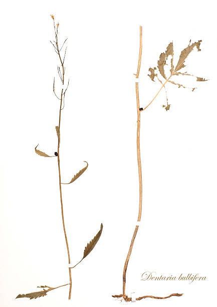 dried plant - Dentaria bulbifera Dentaria bulbifera L., dried for herbarium and stapled with stripes on a white surface. Isolated on white dentaria stock pictures, royalty-free photos & images