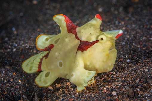 Warty Frogfish (Antennarius maculatus) walking away from the photographer. Three quarter position, looking suspicious. Shot taken in Amed, Bali, Indonesia.