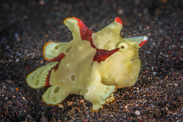 Warty Frogfish walking away Warty Frogfish (Antennarius maculatus) walking away from the photographer. Three quarter position, looking suspicious. Shot taken in Amed, Bali, Indonesia. red frog fish stock pictures, royalty-free photos & images