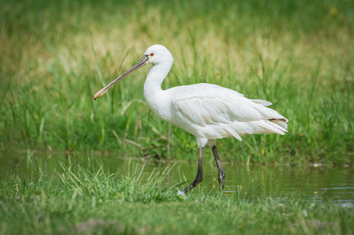 The Eurasian Spoonbill (Platalea Leucorodia)