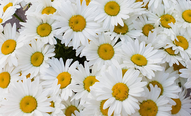 istock Background of white daisies. 476857742