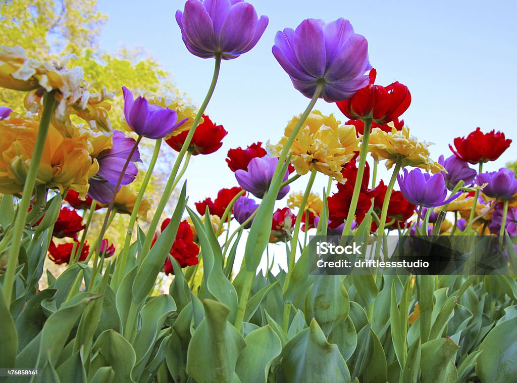 Primavera tulipani - Foto stock royalty-free di Aiuola