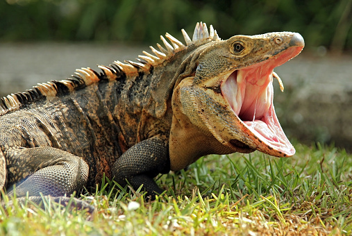 Close-up of a Black Ctenosaur (aka Black Spiny-tailed Iguana, Black Iguana, Common Spiny-tailed Iguana - Ctenosaura Similis) With Open Mouth, Dominical, Costa Rica