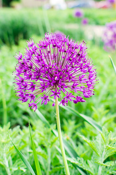istock violet flower outside in a garden 476858960