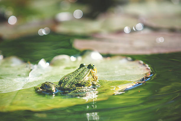 grünen frosch [ rana kl. esculenta ] - water lily lily water water garden stock-fotos und bilder