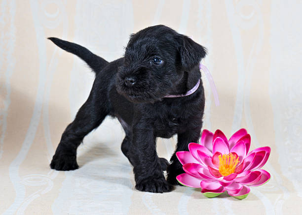 Miniature Schnauzer puppy playing with lily