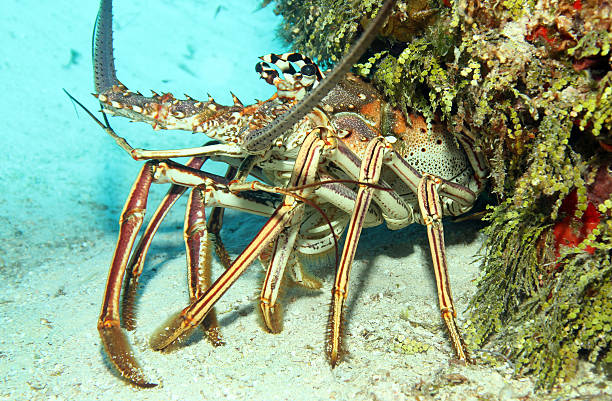 istock Caribbean Spiny Lobster 476859640
