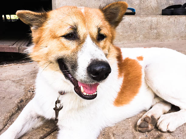 istock Bangkeaw Thai dog 476860114