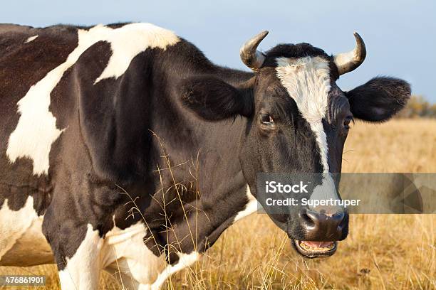 Foto de Vaca Closeup e mais fotos de stock de Agricultura - Agricultura, Animal, Animal de Fazenda