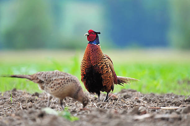 istock Male and female pheasant 476862986