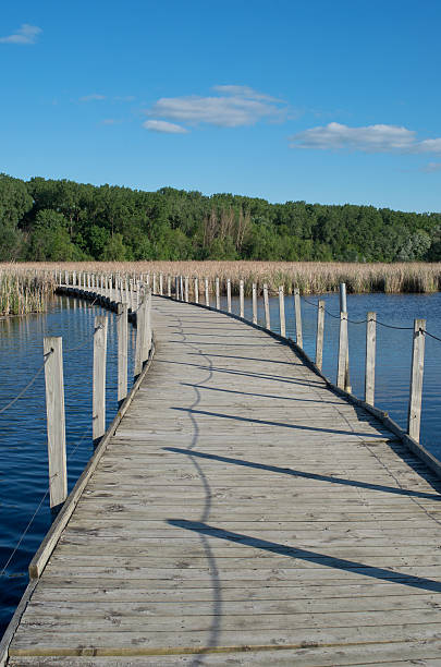 istock Wood Lake Park Boardwalk Across Marsh 476863104