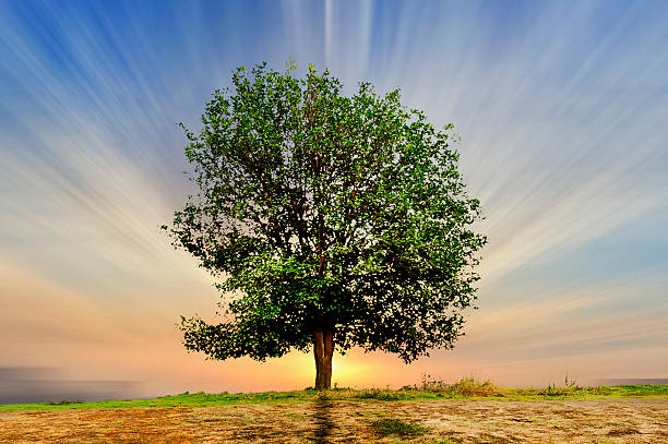 istock Beautifull green tree in the field 476863971
