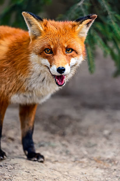 istock Fox portrait in natural habitat 476864008