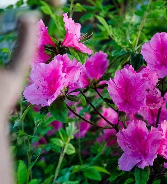 istock Flowers in the garden 476864342
