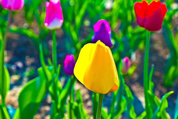 istock Spring field with blooming colorful tulips 476864593