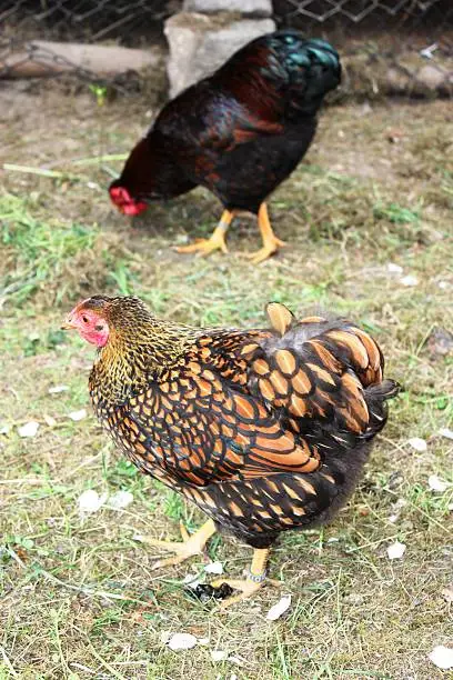 Hen, Cock, Free living Golden Laced Wyandotte Chicken yellow black fringed