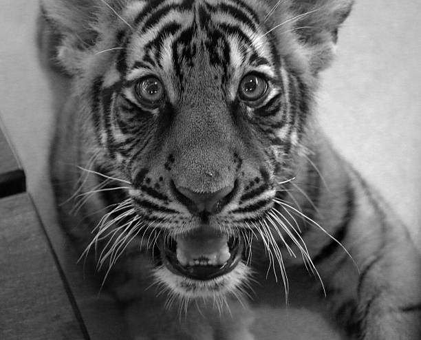 istock Baby Tiger Black and White Cub 476864994