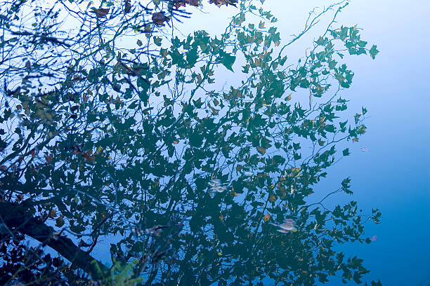 Leaves in the view of the lake stock photo