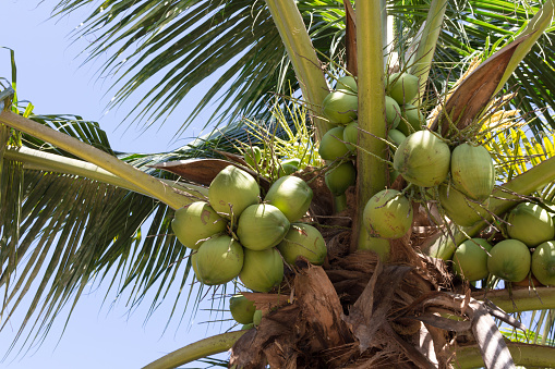 Sweet coconut tree with coconut fruit