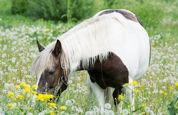 istock beautiful horse grazes in a meadow with daisies 476866078