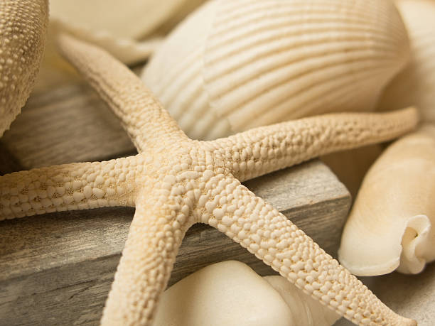 Shells and seastar A still-life of a of sea shells and the remains of a starfish starfish endoskeleton stock pictures, royalty-free photos & images