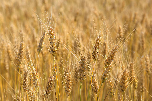 istock Ears wheat in a field as a background. 476867108