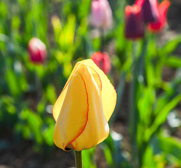 istock Spring field with blooming colorful tulips 476867409
