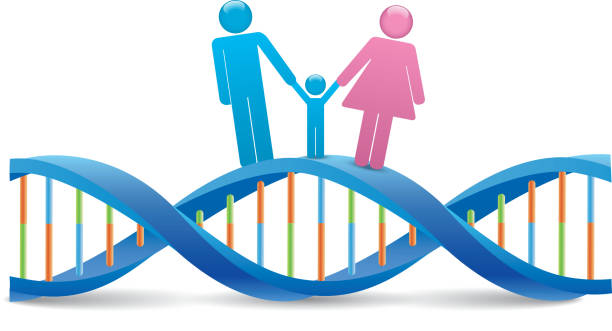 Human DNA File format is EPS10.0. family genetics stock illustrations