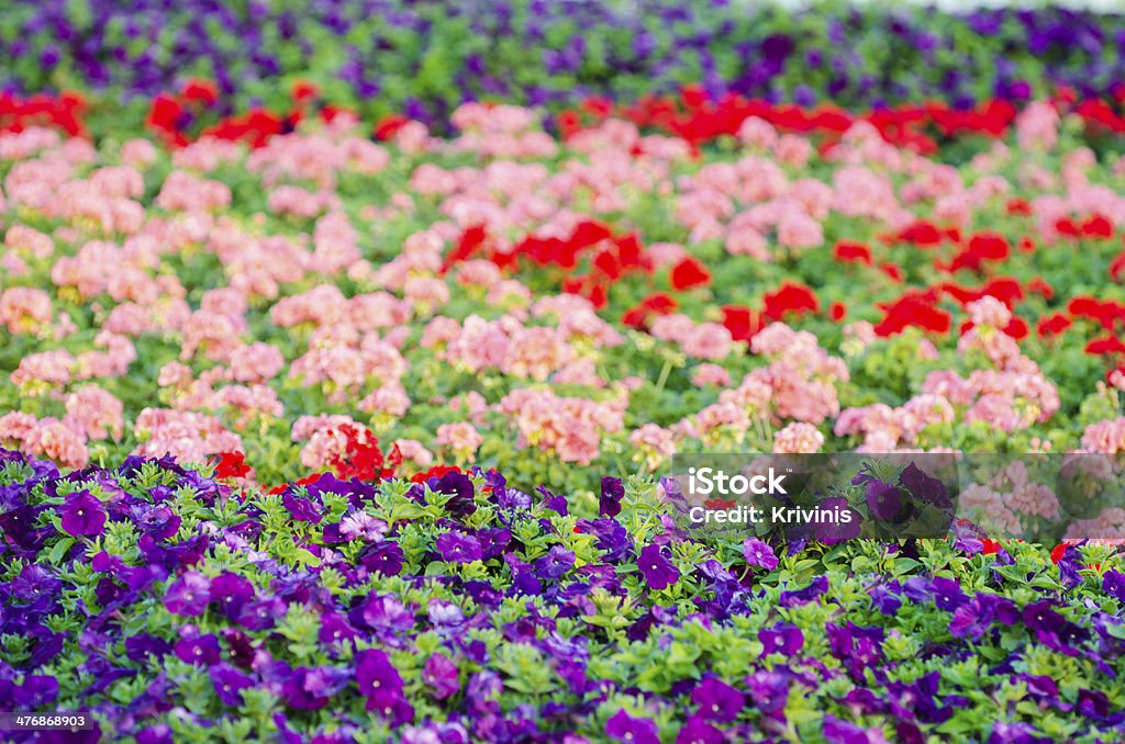 Colorful petunias in the  garden of Dubai Colorful petunias in the  garden of Dubai, United Arab Emirates Backgrounds Stock Photo