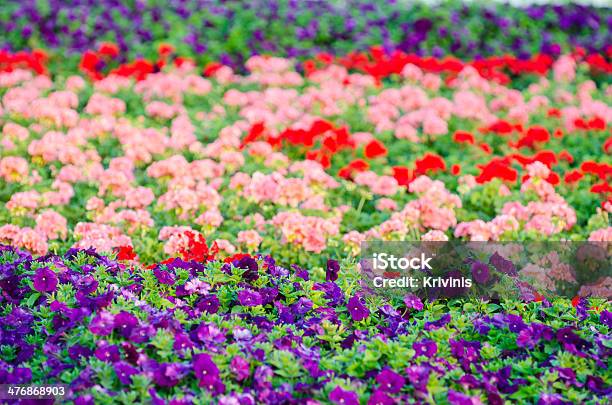 Colorful Petunias In The Garden Of Dubai Stock Photo - Download Image Now - Backgrounds, Beautiful People, Beauty