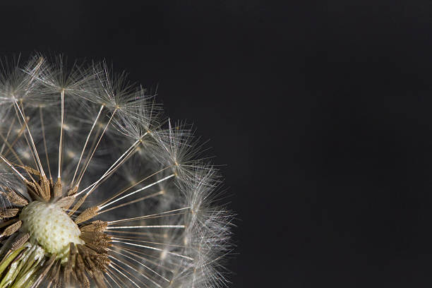 macro de diente de león - dandelion uncertainty flower single flower fotografías e imágenes de stock