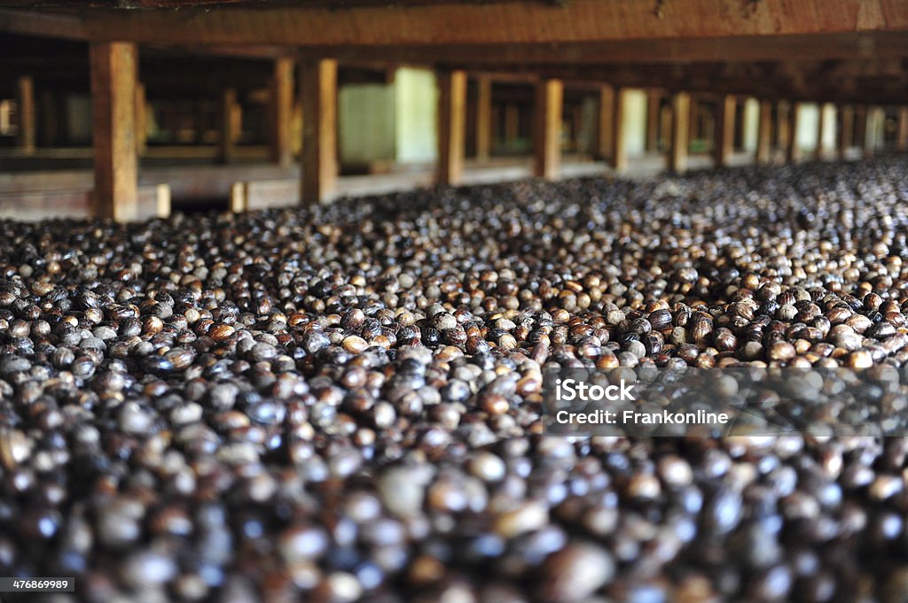 Nutmeg Factory In Gouyave Grenada Nutmeg drying on wooden shelves in a traditional processing factory in Gouyave, Grenada - the Island of Spice in the Caribbean Agriculture Stock Photo