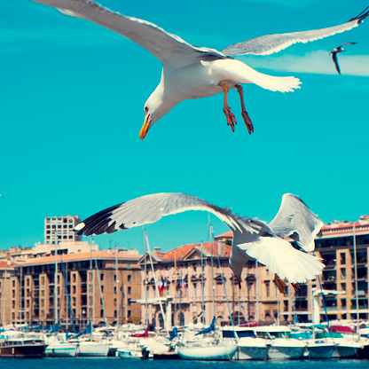 closeup of some seagulls flying in the port of Marseille, France, with a retro filter effect