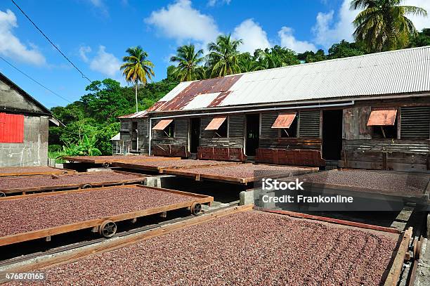 Cocoa Plantation On Grenada Stock Photo - Download Image Now - Cacao Fruit, Drying, Cocoa Bean