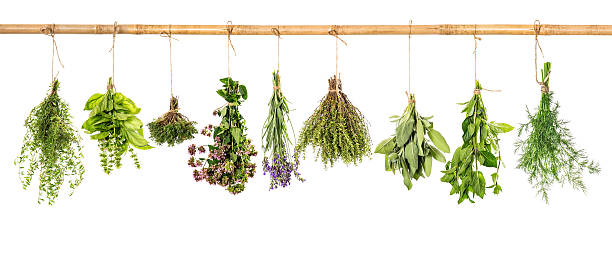 istock Collection of fresh herbs. Basil, sage, dill, thyme, mint, lavender 476870578