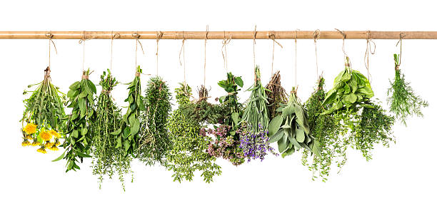 istock Fresh herbs hanging. Basil, rosemary, thyme, mint, dill, sage 476870592