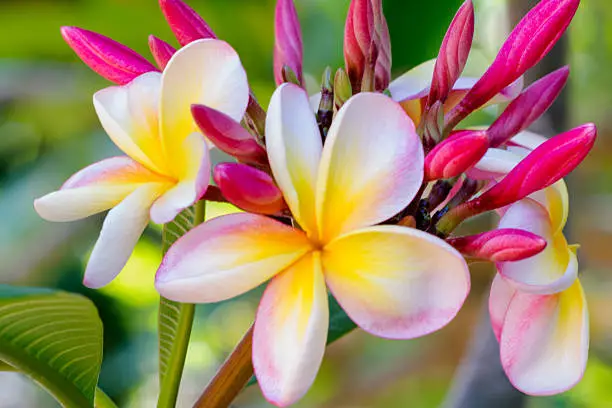 Close up of Pink and Yellow Plumeria Blossoms.