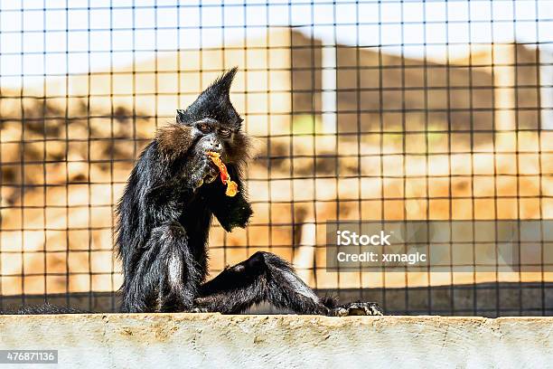 Black Monkey Stock Photo - Download Image Now - 2015, Animal, Animal Wildlife