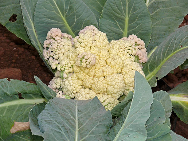 istock Cauliflower, Brassica oleracea var. botrytis 476871341