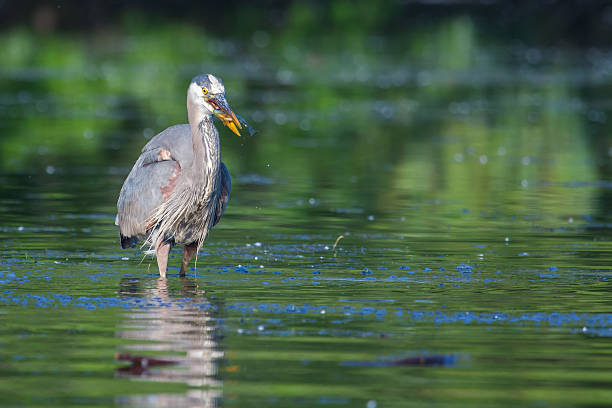 istock Great Blue Heron Fishing 476872675