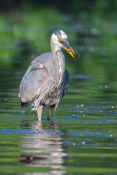 istock Great Blue Heron Fishing 476872679