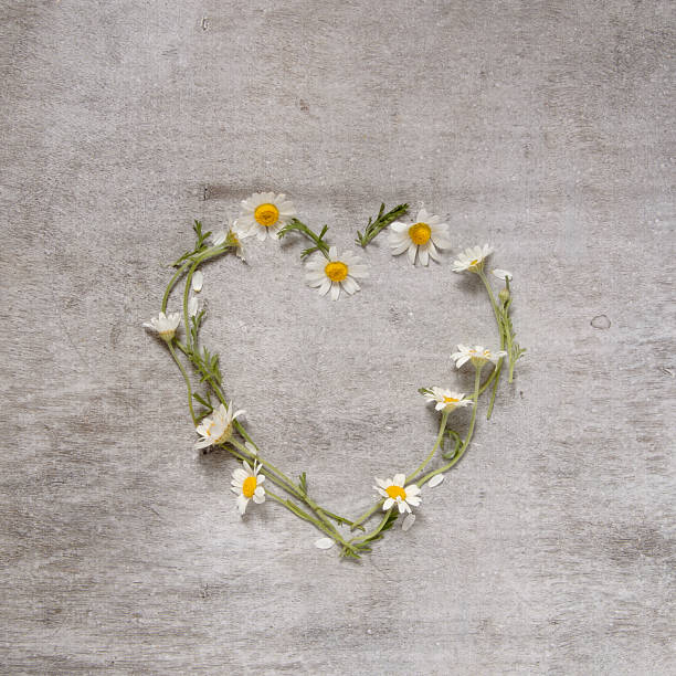 istock Daisy love symbol on old wooden background 476873162