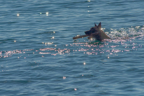 A dog playing retrieve the stick under the sun in the Adriatic sea