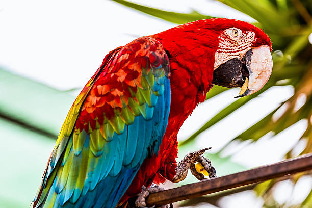 istock Red Macaw or Ara cockatoos parrot 476873466