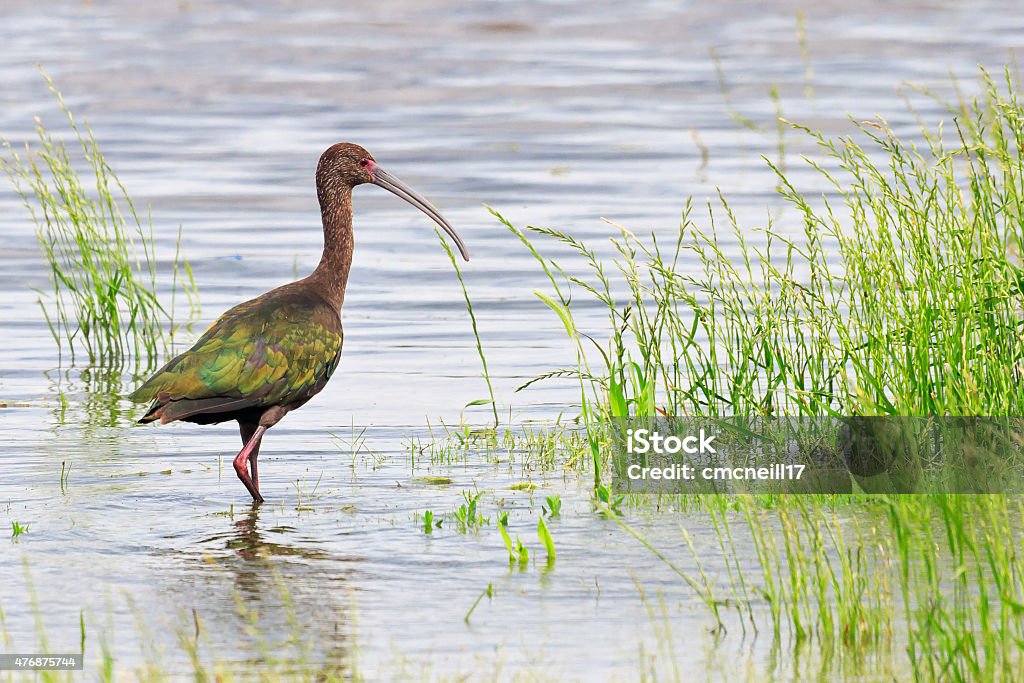 Glossy Ibis A glossy ibis wading in water 2015 Stock Photo