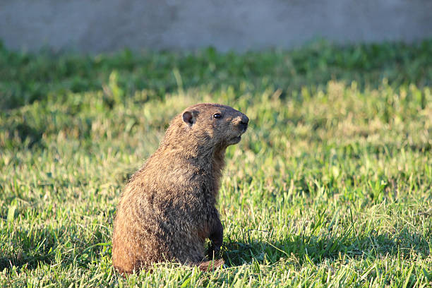 istock Kentucky Groundhog Looks Around 476875850