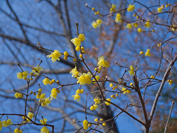 istock Wintersweet  yellow flowers 476875924